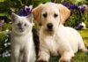 pets-animals
